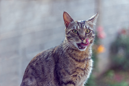 Cat sitting on a window with tongue outの写真素材