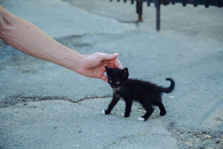 Petting a black catの写真素材