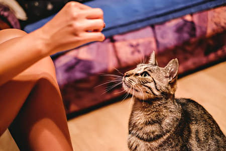Girl feeding her cat. Cat is sitting and waitingの写真素材