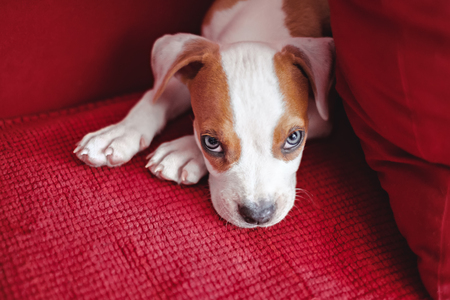 Puppy lying on the red bed, by the pillow and looking up sadlyの写真素材