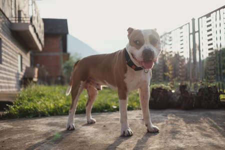 Goofy and smiling Amstaff dog standing in the backyard and looking to the side. Beautiful mountains and sunlight in the background.の写真素材