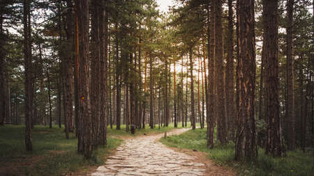 Forest path with sunset light coming through trees on a summer dayの写真素材