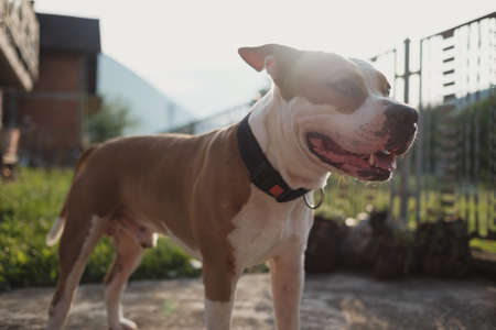 Young American Staffordshire terrier dog smiling while standing in the backyard. Beautiful mountains and sunlight in the background.の写真素材