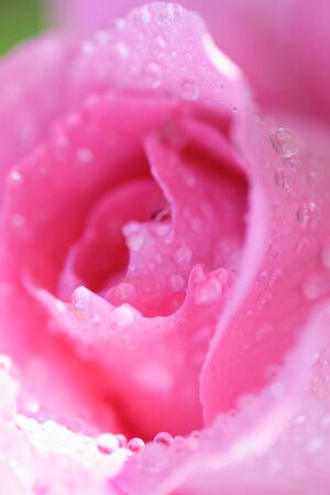 rose flower closeup macro shot shallow depth of fieldの写真素材