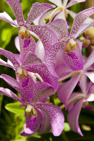 Orchid flower in the gardenの写真素材