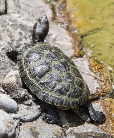 Common garden tortoiseの写真素材