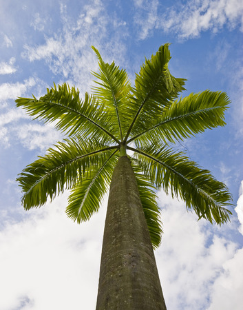 Under the palm tree and a blue sky with cloudsの写真素材