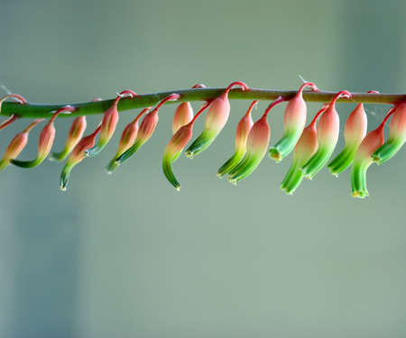 flower closeup macro shotの写真素材