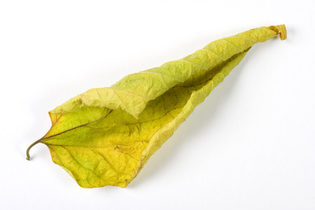 Dry fallen leaf isolated on white paper backgroundの写真素材