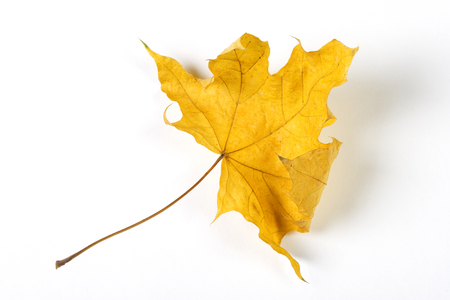Dry fallen leaf isolated on white paper backgroundの写真素材
