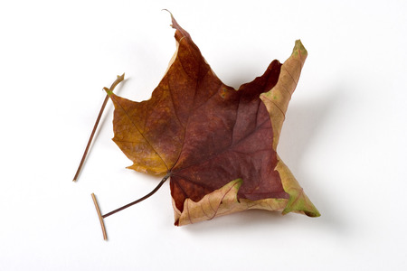Dry fallen leaf isolated on white paper backgroundの写真素材