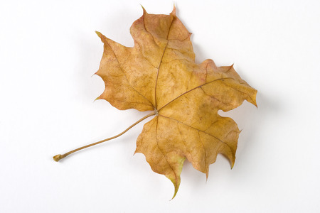 Dry fallen leaf isolated on white paper backgroundの写真素材