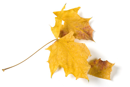 Dry fallen leaf isolated on white paper backgroundの写真素材