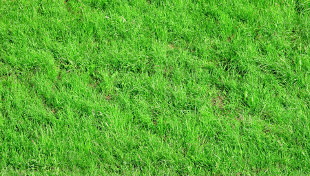 Grass field background textureの写真素材