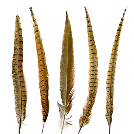 pheasant feathers setの写真素材