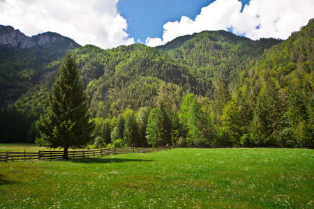 Green field in Slovenian Alpsの写真素材