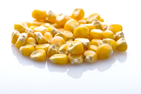 corn seeds isolated on white shiny surface