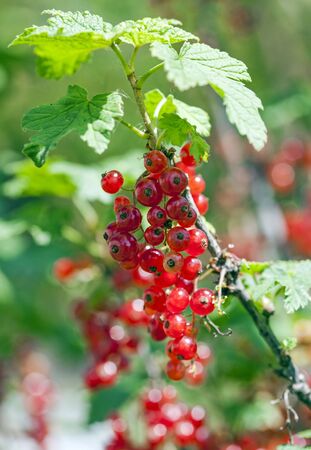 Red currant berries on a branch closeupの写真素材