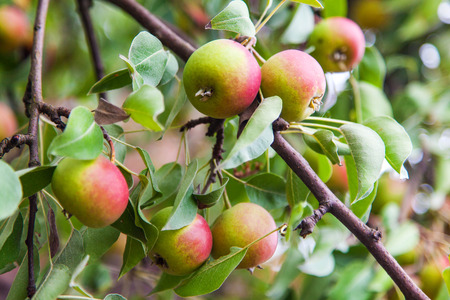 Branch with colorful red and green apples ready to be harvestedの写真素材