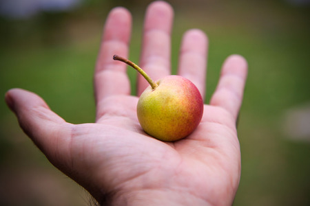 Male hand holding micro pear in a organic garden