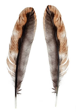 Wild bird feather isolated on whiteの写真素材
