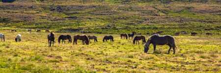 Authentic Icelandic horse, beautiful friendly animalの写真素材