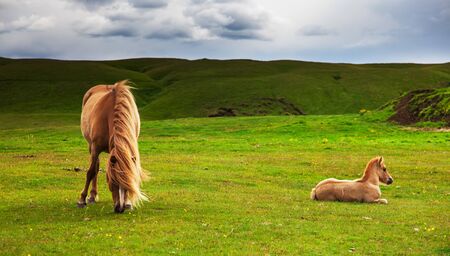 Authentic Icelandic horse, beautiful friendly animalの写真素材