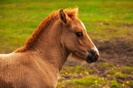 Authentic Icelandic horse, beautiful friendly animalの写真素材