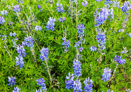 The typical summer landscape detail of Icelandの写真素材