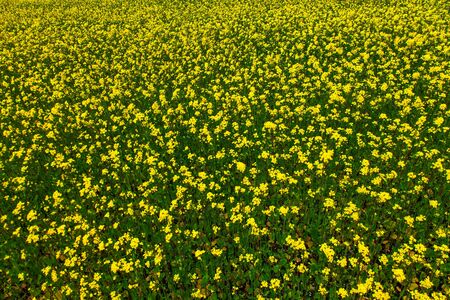 Icelandic meadow grass and flowersの写真素材