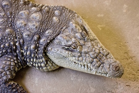 Aligator head from above