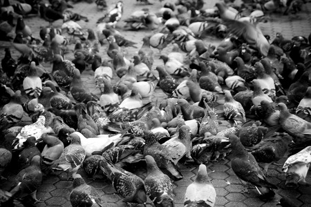 Urban pigeons in monochrome shallow depth of fieldの写真素材