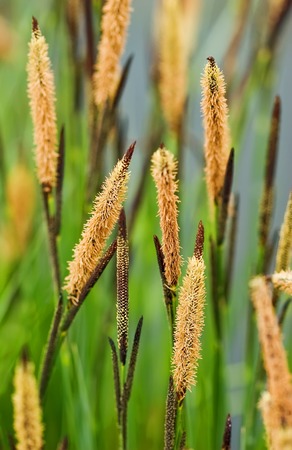 Close up of high grass - shallow depth of fieldの写真素材