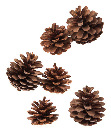 Set of coniferous tree cones isolated on white