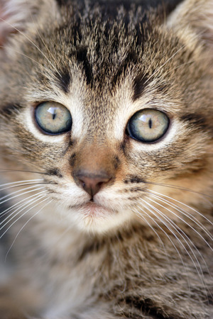 Close-up of domestic house catの写真素材