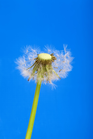 Dandelion isolated on blue background studio shotの写真素材
