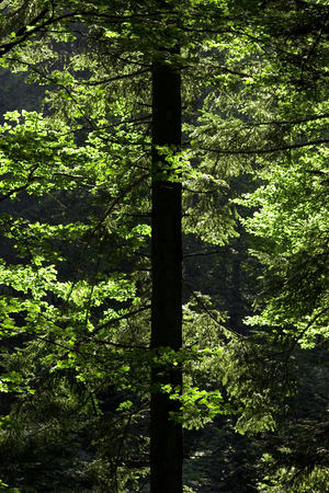 sun light playing with forest tree leafsの写真素材