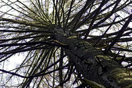 Old dead tree in the forestの写真素材