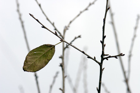 Last leaf hanging on a branch. Gray winter sky.の写真素材