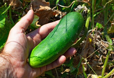 Gardeners hand holding cucumber in the gardenの写真素材