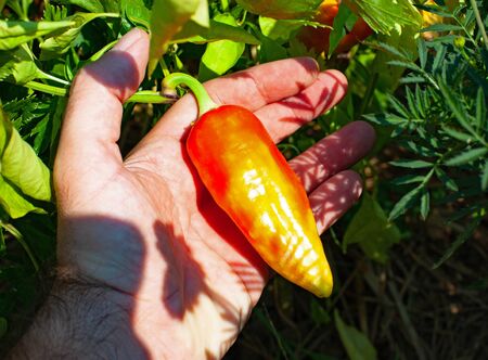 Gardeners hand holding paprika in the gardenの写真素材