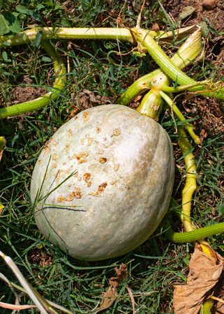 Organic squash, pumpkin in the gardenの写真素材
