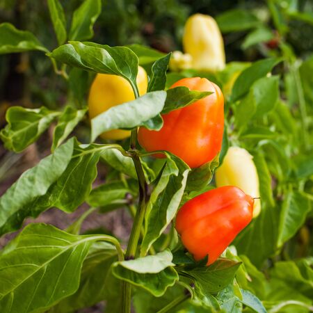 Fresh organic paprika growing in the sustainable gardenの写真素材