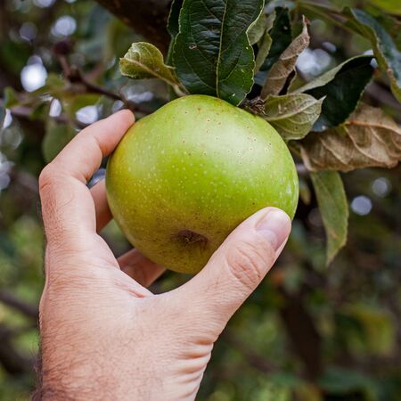 Handpicking green apples from the treeの写真素材