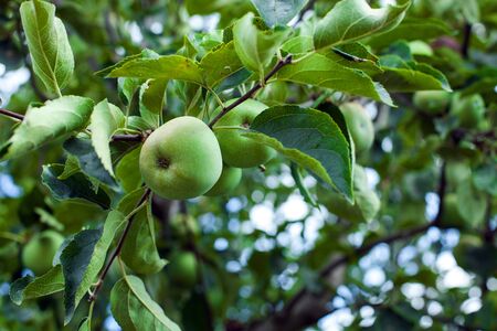 Handpicking organic apples from the treeの写真素材