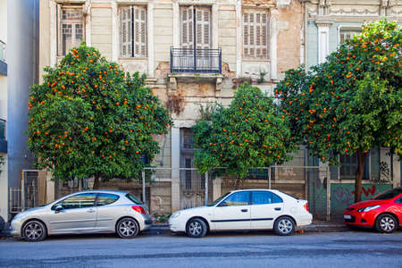 Lovely oranges growing in the Athens streetのeditorial素材