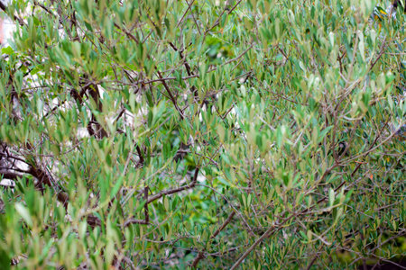 Olive tree treetop texture, shallow depth of fieldの写真素材