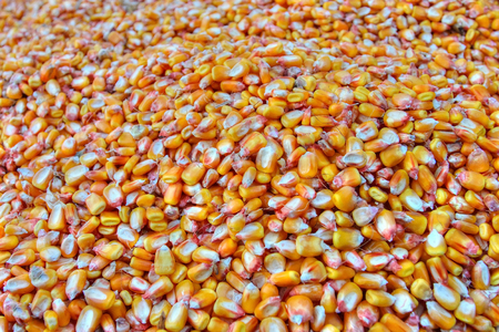 Scoop of the maize corn on the wooden background.の写真素材