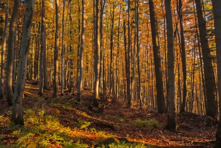 On the way on Ztracene Kamenyの写真素材