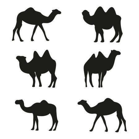 Camel icons set. Silhouette of camel vector icons for web designのイラスト素材